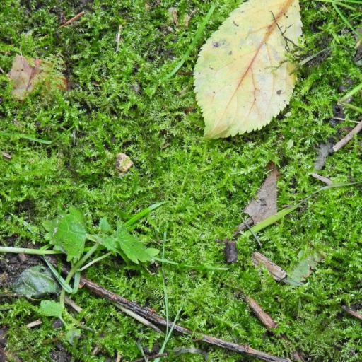 Kindbergia praelonga other