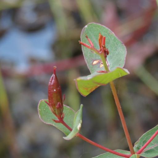 Hypericum virginicum — search result for 'Hypericaceae'