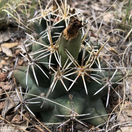 Coryphantha robustispina other