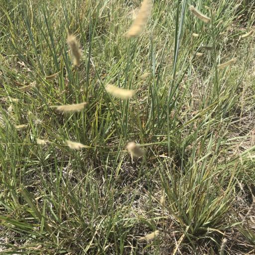 Bouteloua hirsuta — search result for 'Bouteloua'