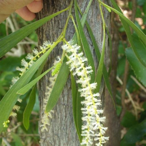 Acacia maidenii other