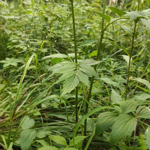 Valeriana wolgensis — houseplant care guide