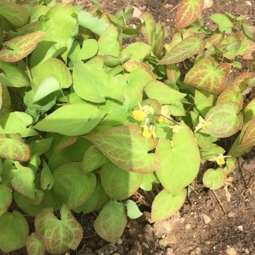 Epimedium × versicolor other