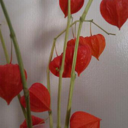 Alkekengi officinarum