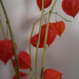 Alkekengi officinarum