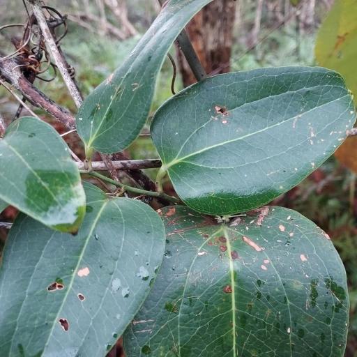Smilax australis