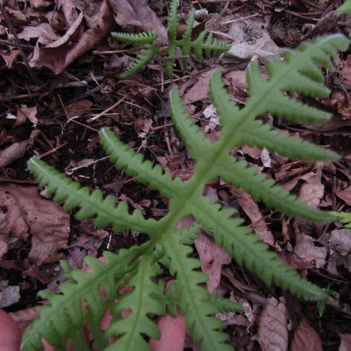 Phegopteris hexagonoptera other