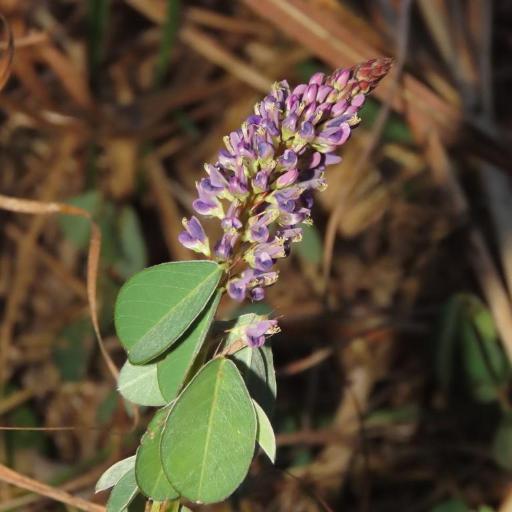 Grona heterocarpos — houseplant care guide