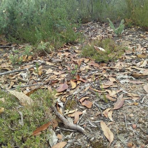 Genoplesium rufum — related species from the same genus