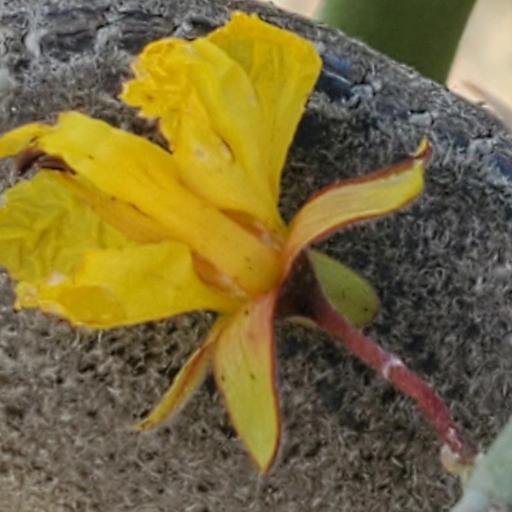 Parkinsonia texana other