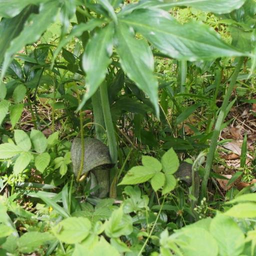 Arisaema thunbergii — houseplant care guide