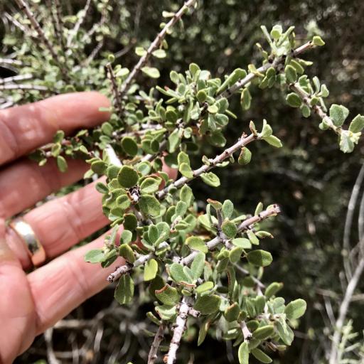 Ceanothus pauciflorus other