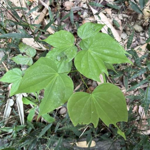 Phanera championii other