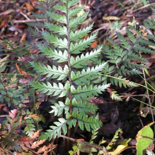 Polystichum neozelandicum other