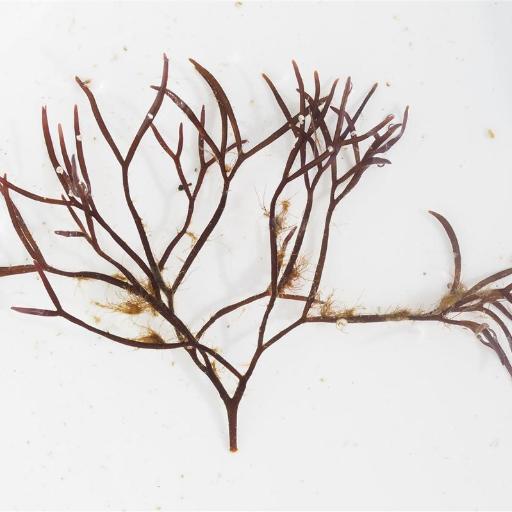 Furcellaria lumbricalis — search result for 'Denmark'