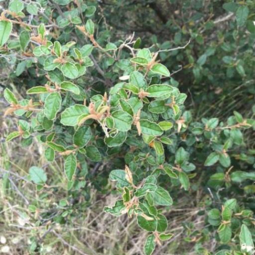 Pomaderris paniculosa — search result for 'Rhamnaceae'