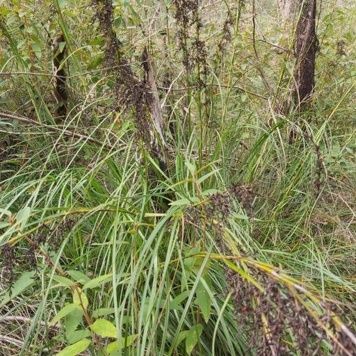 Gahnia sieberiana other