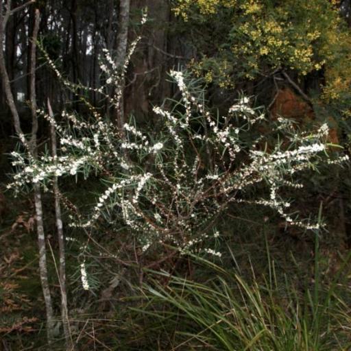 Pimelea axiflora — search result for 'Thymelaeaceae'