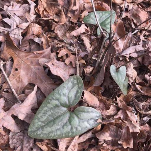 Asarum arifolium other