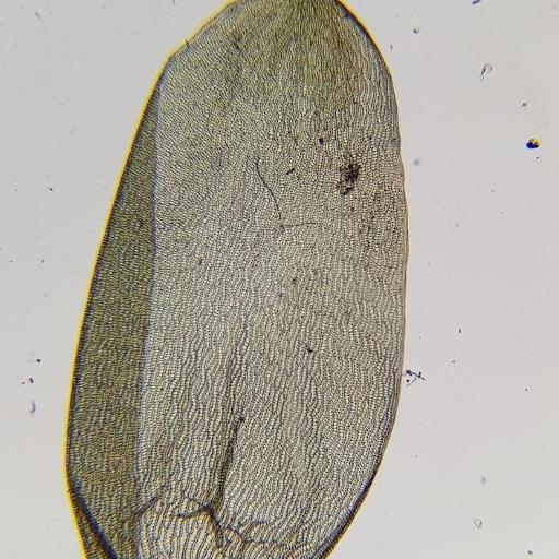 Sphagnum denticulatum — related species from the same genus
