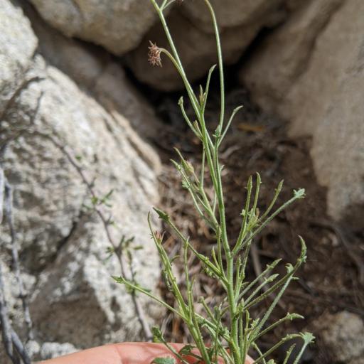 Pleurocoronis pluriseta — houseplant care guide