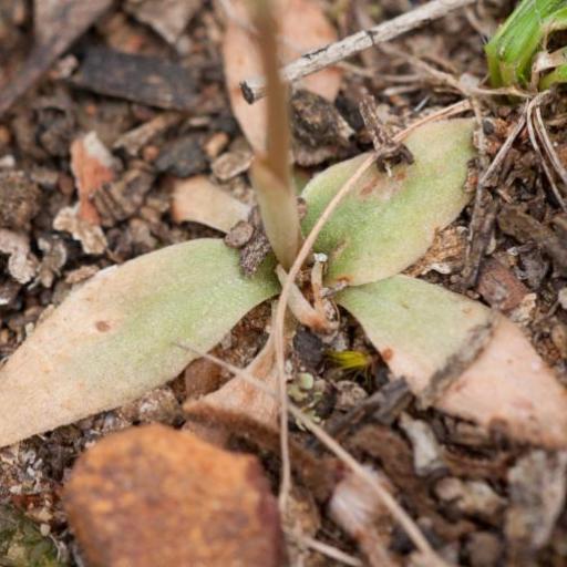 Pterostylis squamata other