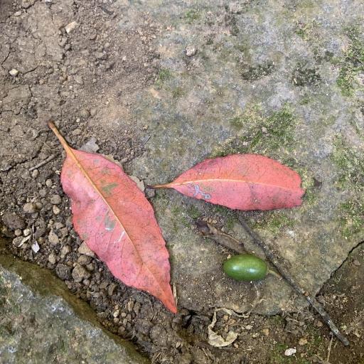 Elaeocarpus decipiens — search result for 'Elaeocarpaceae'