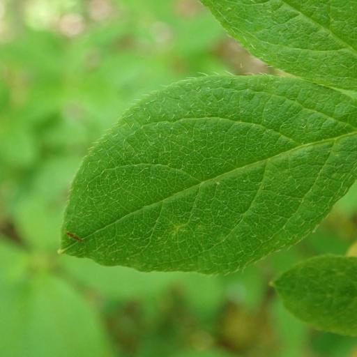 Rhododendron pilosum other