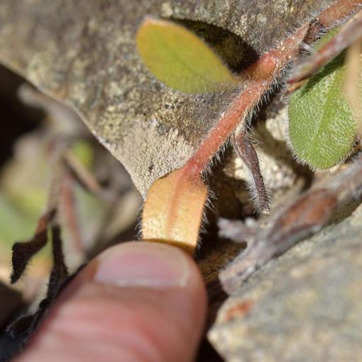 Myosotis australis other