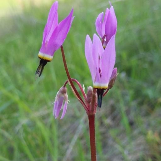 Primula hendersonii — search result for 'Primula'