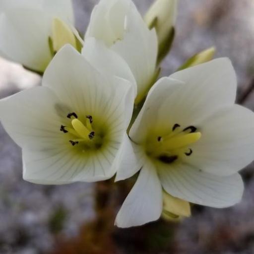 Gentianella montana — houseplant care guide