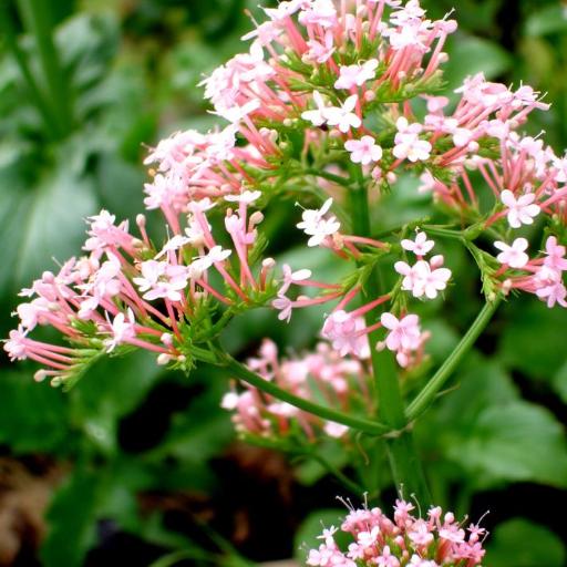 Valeriana macrosiphon — search result for 'Centranthus'