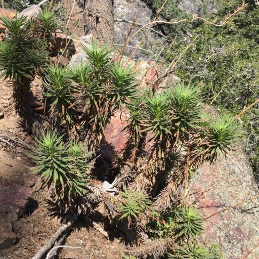 Turricula parryi other