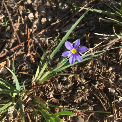 Sisyrinchium pruinosum — search result for 'Sisyrinchium'