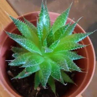 Aristaloe aristata