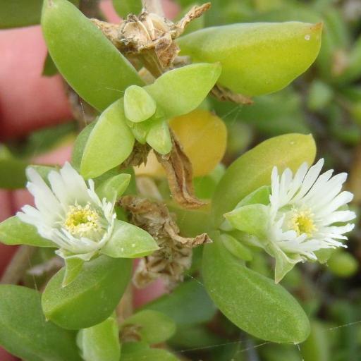 Delosperma litorale other