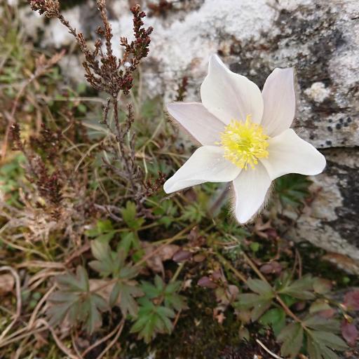 Pulsatilla vernalis — search result for 'Sweden'