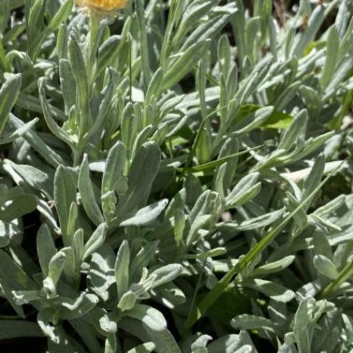 Coronidium scorpioides — related species from the same genus