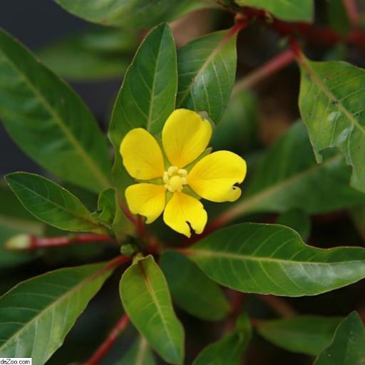 Ludwigia repens other