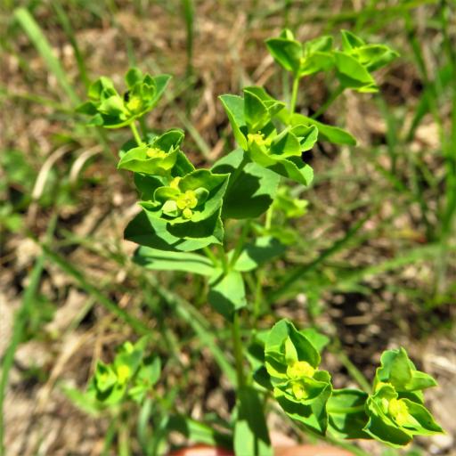 Euphorbia spathulata other