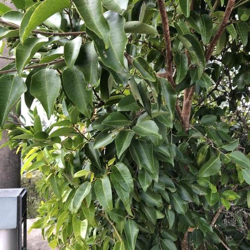 Geijera salicifolia other