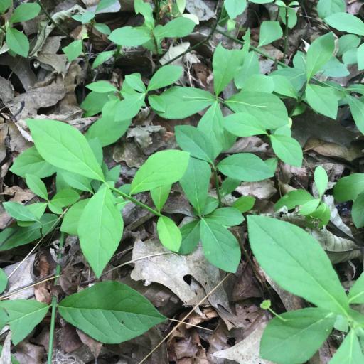 Euonymus obovatus other