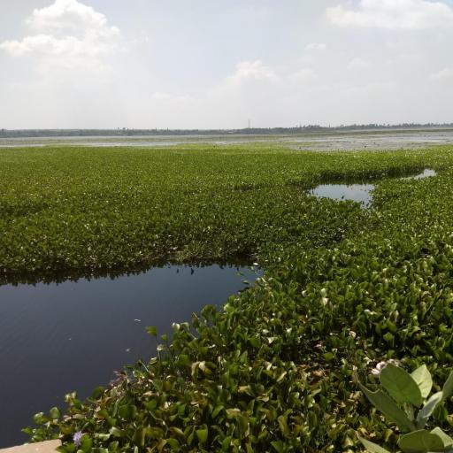 Pontederia crassipes other