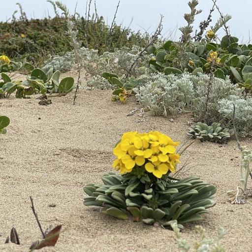 Erysimum menziesii — houseplant care guide