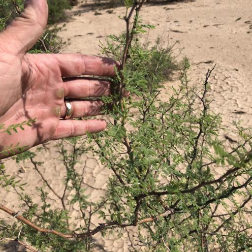 Vachellia constricta other