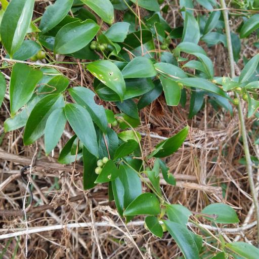 Smilax maritima other