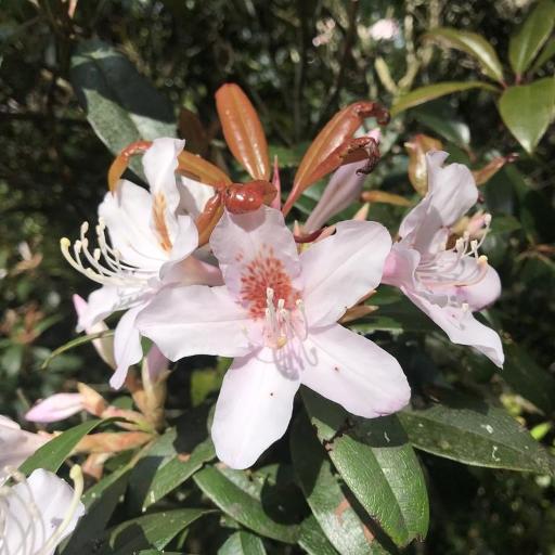 Rhododendron latoucheae — houseplant care guide