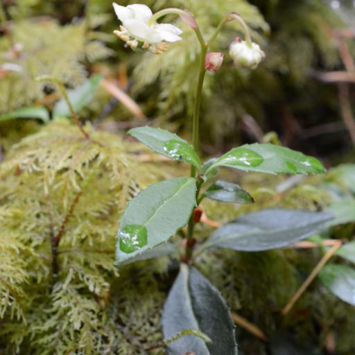 Chimaphila menziesii other