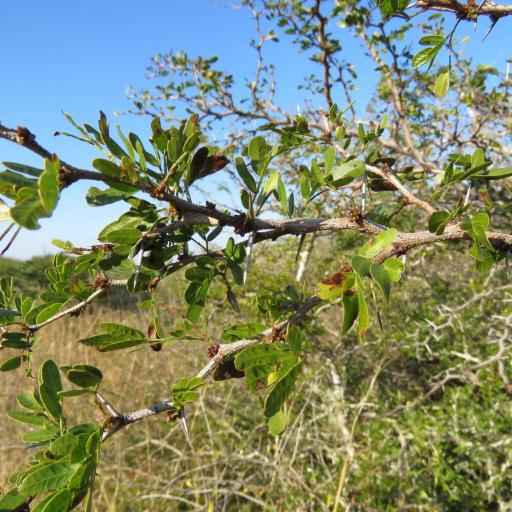 Vachellia rigidula other