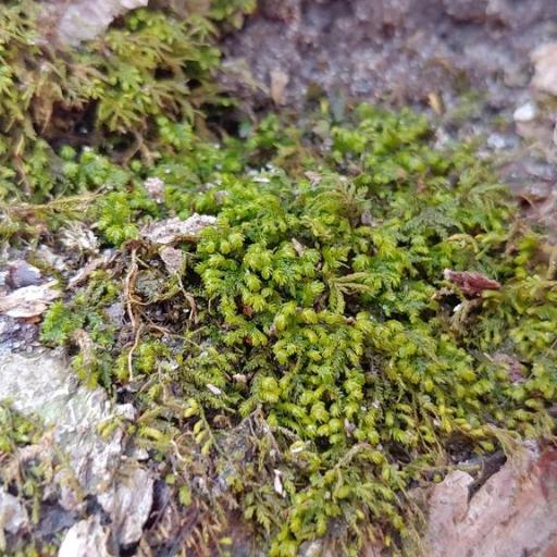 Pseudanomodon attenuatus other